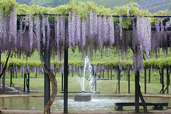 白井大町藤公園